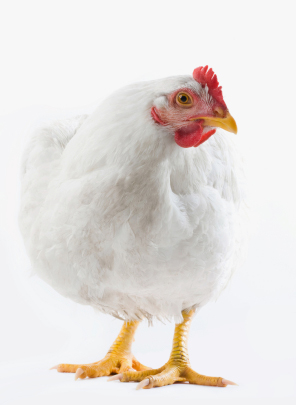 Hen