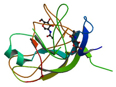 structure of HCG-beta
