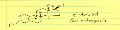 structure of estradiol