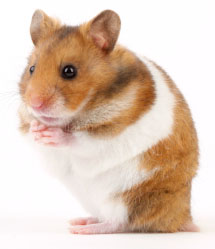 source-of-hcg-hamster-gmo