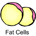 Fat Cells - hCG Diet Plan