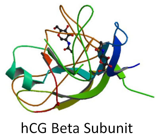 hcg beta subunit lg